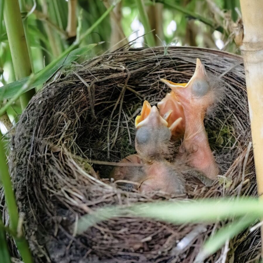 https://unsplash.com/photos/brown-bird-on-nest-during-daytime-Pf4LDYwisvw